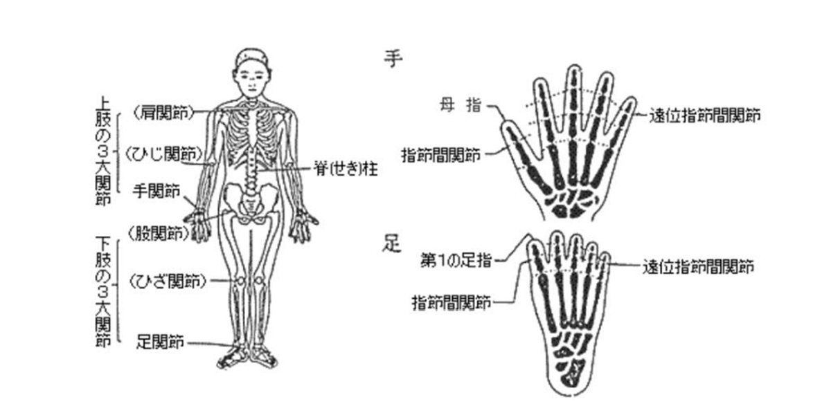 別表 2 関節等の説明図